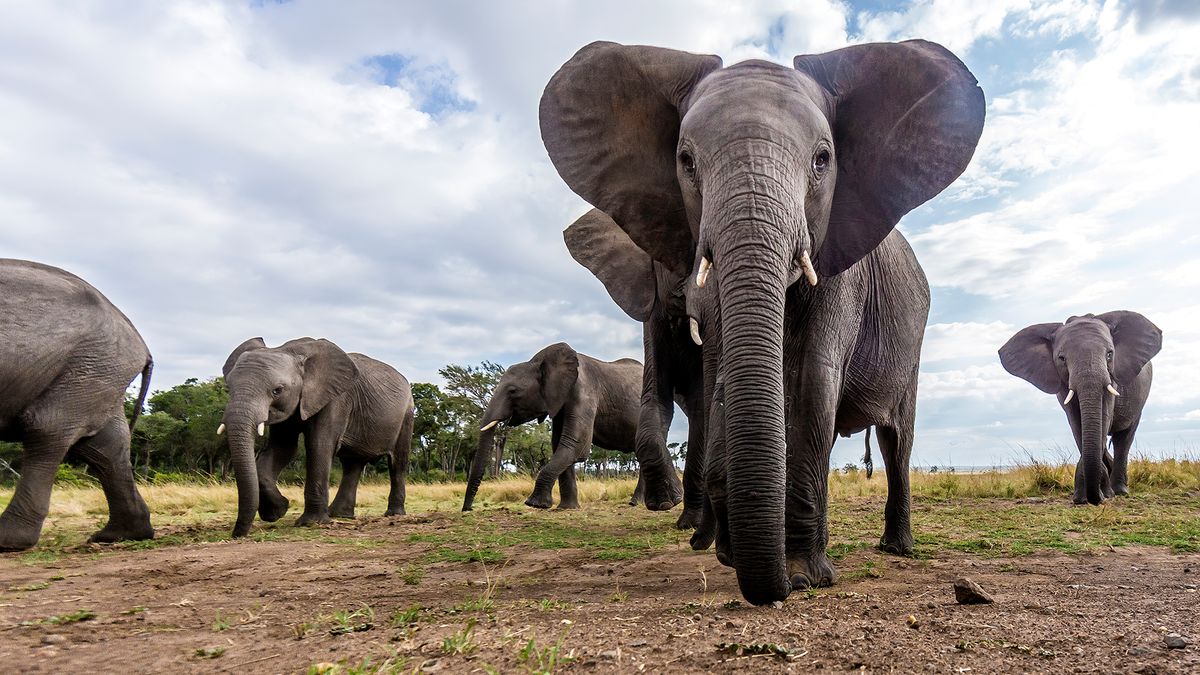 Young African elephant bull walks to the remote camera.