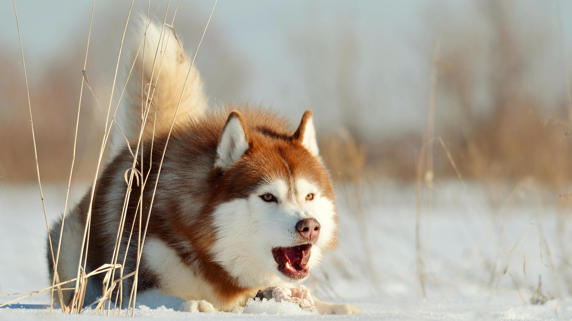 Husky type dog in snow looking aggressive