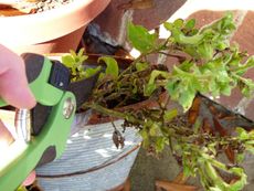 Pruning Of A Petunia Plant