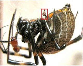 Nephilengys malabarensis female with a severed male palp (in the red box) still lodged in her sexual organs. Her half-eaten mate lies next to her (the smaller of the two spiders).