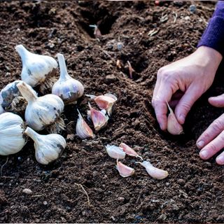 Garlic being sown in a vegetable garden