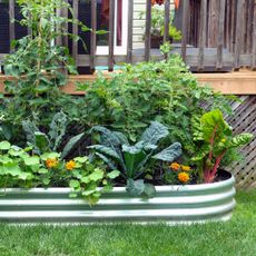 metal raised bed with flowers and edibles