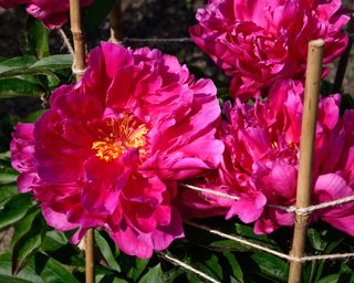 Peonies supported by bamboo canes and string