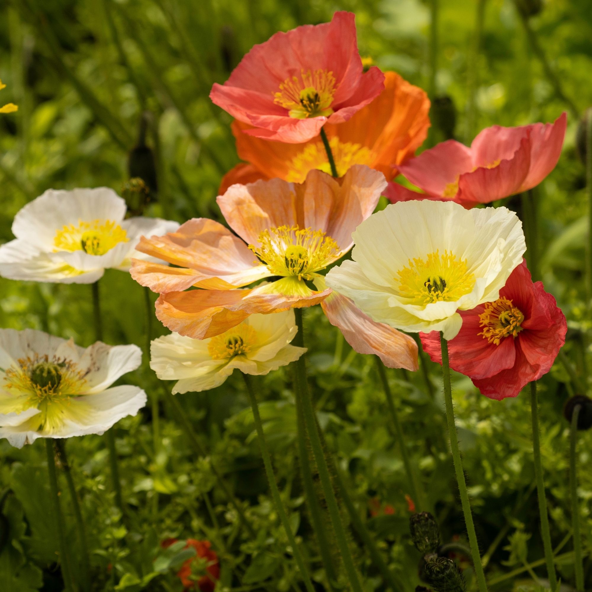 Red, orange and white Icelandic poppies
