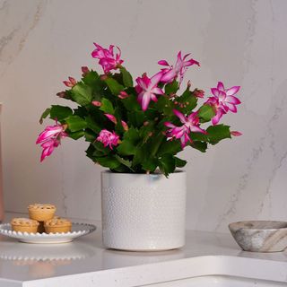 Pink Christmas Cactus & Pot