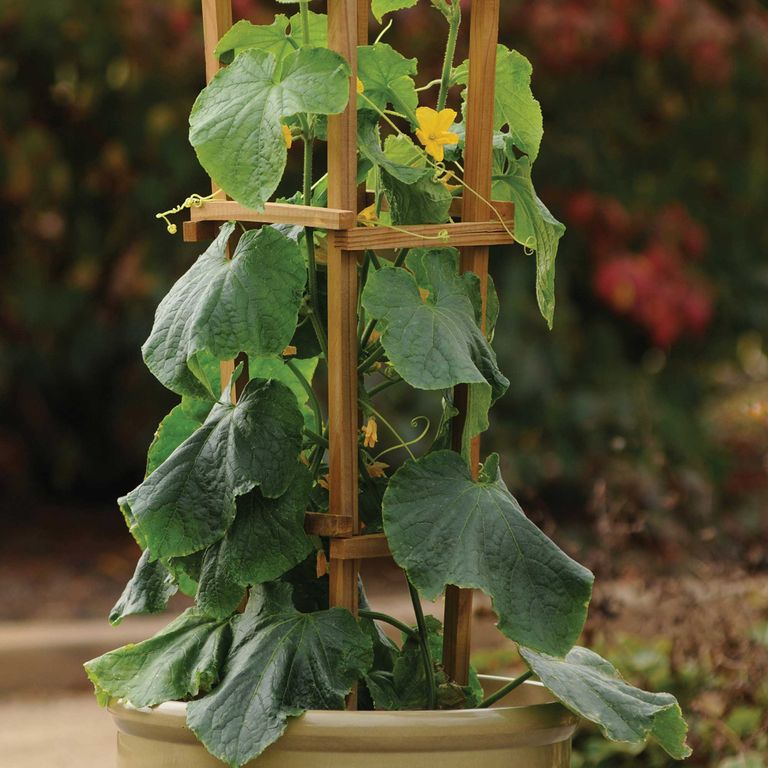 How to grow cucumbers – a simple step-by-step guide | Ideal Home