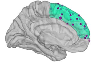 In a graphical representation of the human brain, the medial prefrontal cortex is highlighted in green, showing the places where brain activity was measured.