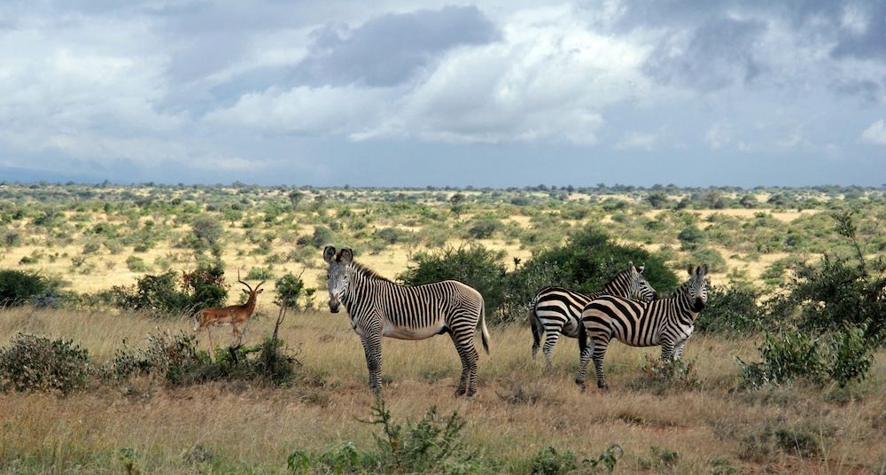 In Photos Why Zebras Have Black And White Stripes Live Science 1489