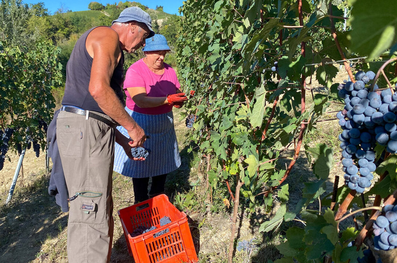Picking grapes in Broccardo vineyards