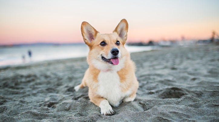 The most popular small dog breeds: Ten tiny pooches you’ll love | PetsRadar