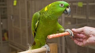 carrot in one of the best parrot cages