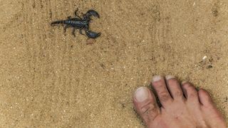 A scorpion in the sand near a hiker's bare foot