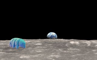 If any creature could survive a crash-landing on the moon, it would probably be a tardigrade.