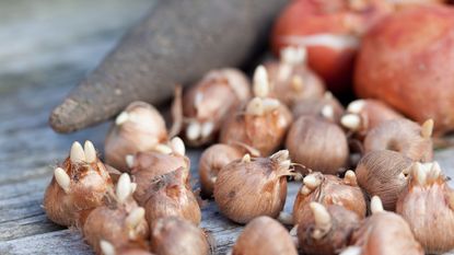 Crocus bulbs ready to be planted 