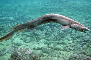 A 5.2-foot-long (1.6 meters) frilled shark found near Japan. Frill sharks also live around Georgia, and it's possible that the mystery creature is, in fact, one of these.