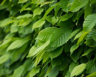 what to plant in January hornbeam hedge