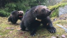 Wolverines sport their GPS tags.