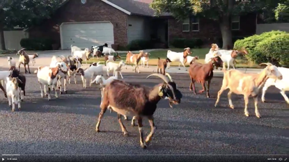 Goats on the loose.