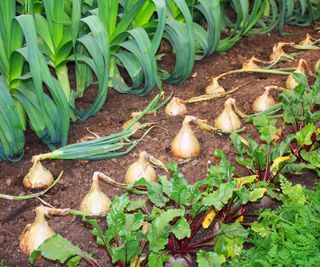 Onions, leeks, beets, and carrots growing in a vegetable garden