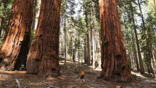 Tourist admiring the giant sequoia trees