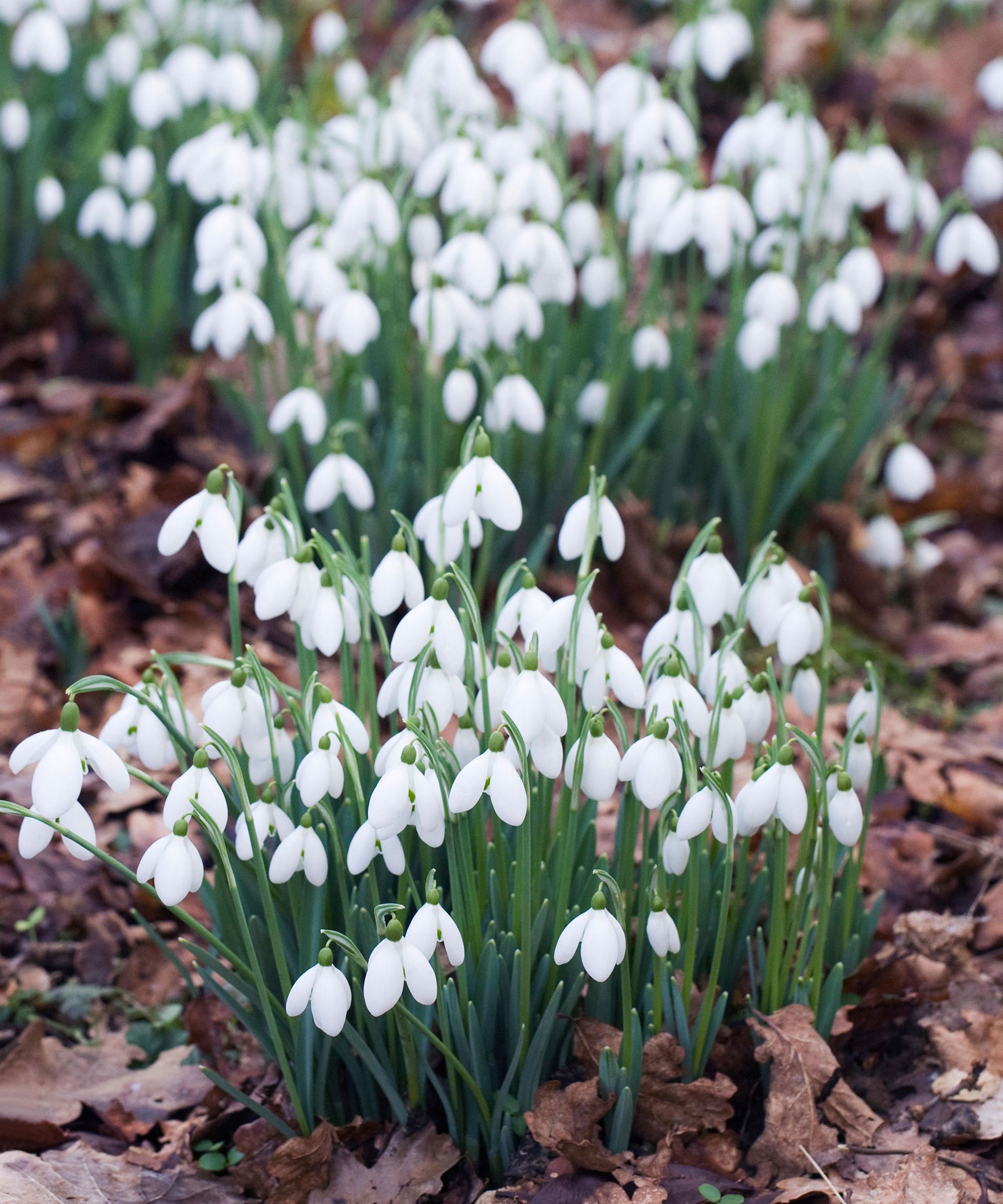 Snowdrops growing guide and essential care advice | Gardeningetc