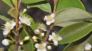 A close up of a tree with waxy green oval-shaped leaves and white flowers with yellow stamens