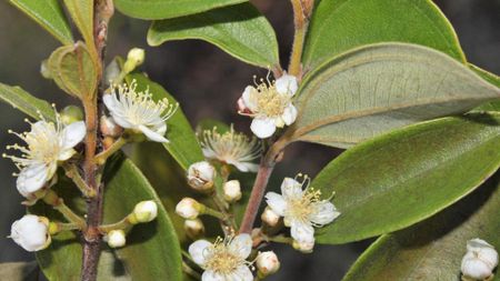 A close up of a tree with waxy green oval-shaped leaves and white flowers with yellow stamens