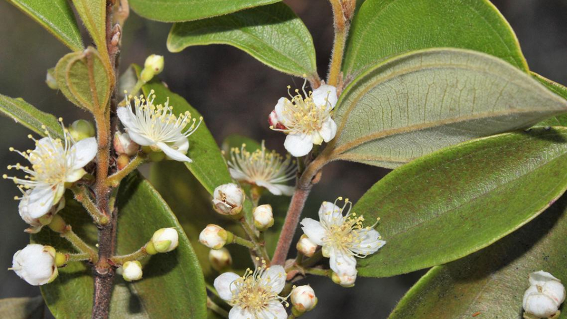 A close up of a tree with waxy green oval-shaped leaves and white flowers with yellow stamens