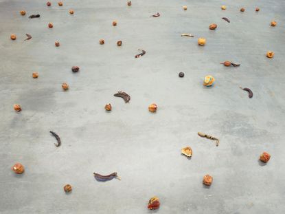 Installation view of Strange Fruit, 1992-97, by Zoe Leonard, orange, banana, grapefruit, lemon, and avocado peels with thread, zippers, buttons, sinew, needles, plastic, wire, stickers, fabric, and trim wax