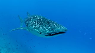 The whale shark (Rhincodon typus) is the biggest fish species alive today.