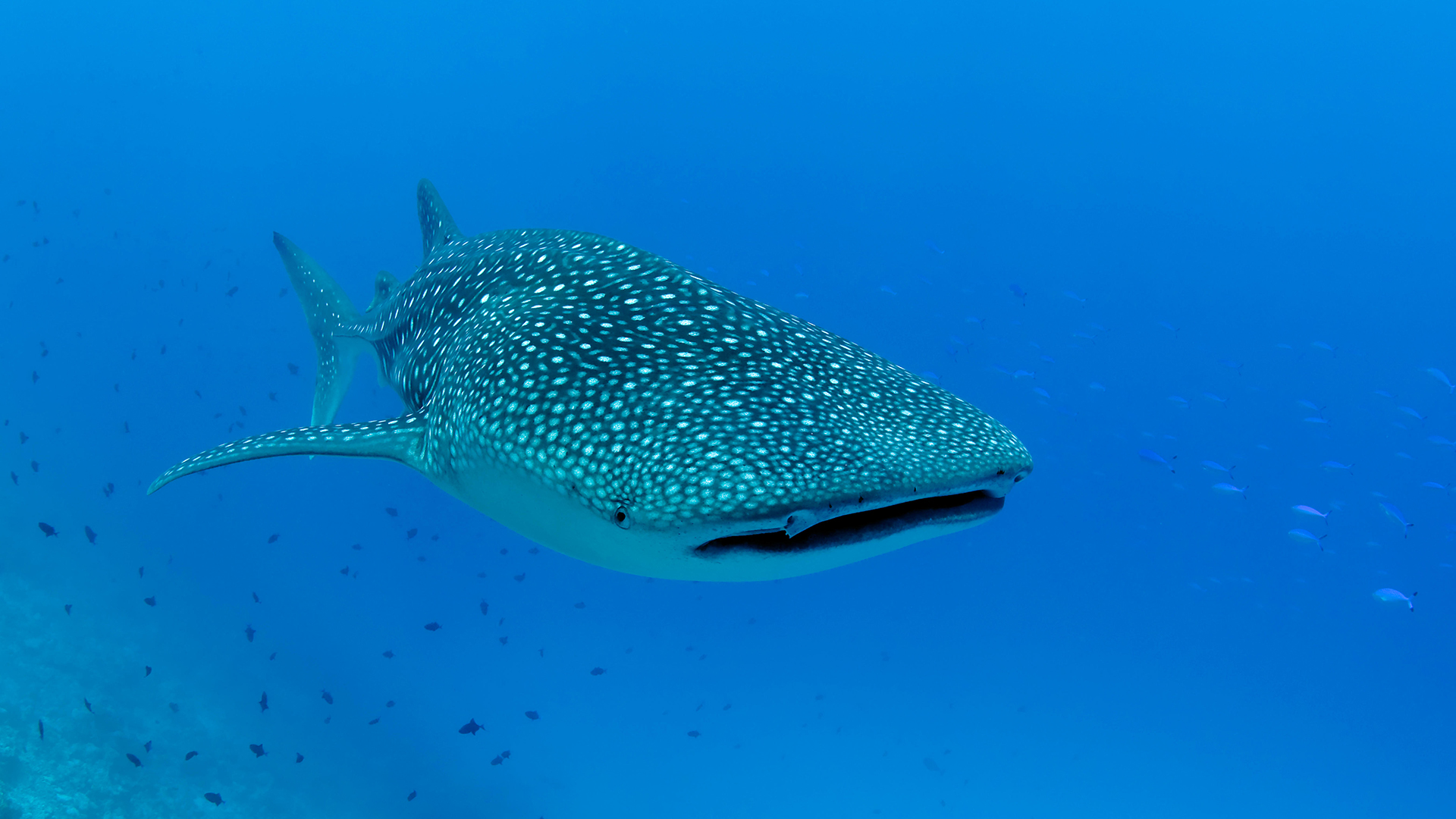 The whale shark (Rhincodon typus) is the largest living fish species.
