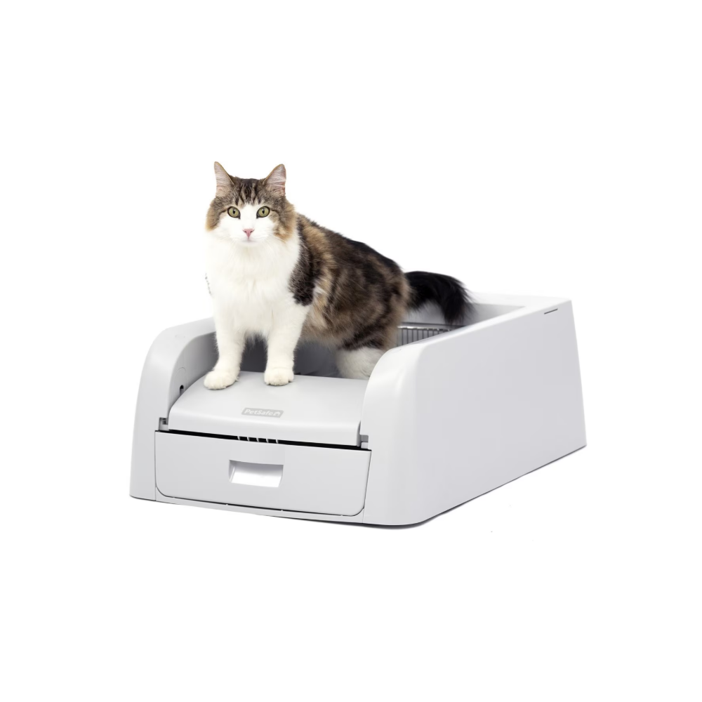 Cat sitting on the PetSafe ScoopFree Self-Cleaning Cat Litterbox, one of the best automatic cat litter boxes