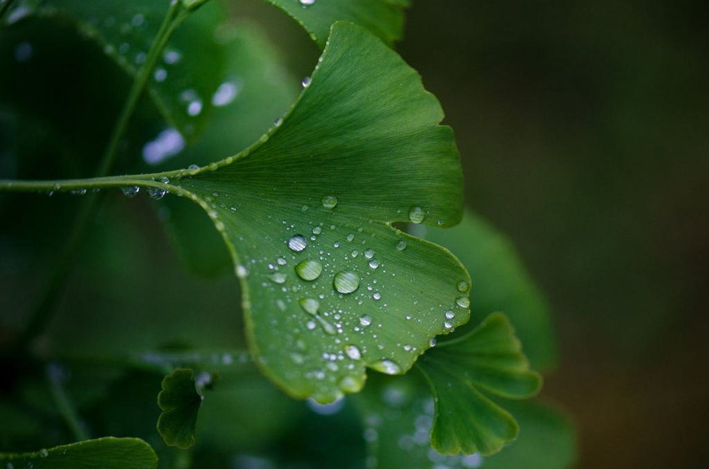 Watering Ginkgo Trees How Much Water Does Ginkgo Need Gardening