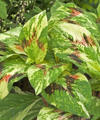 Cream and green marbled leaves of Persicaria virginiana (Variegated Group) ‘Painter's Palette’