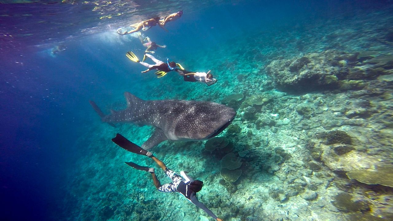 mal5-whale-shark.jpg