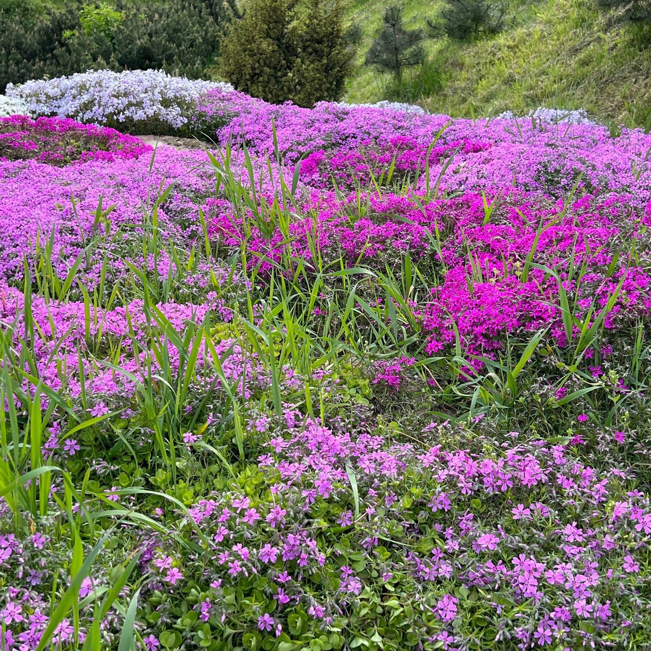 native ground cover - creeping phlox