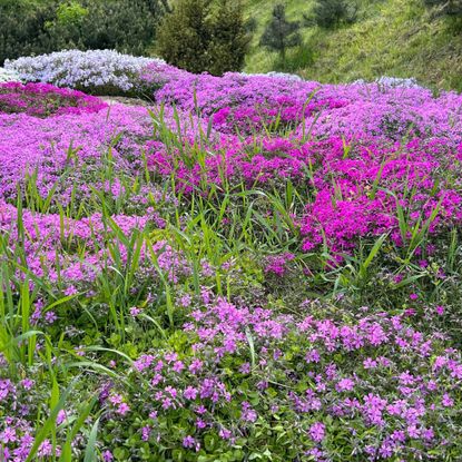 native ground cover - creeping phlox