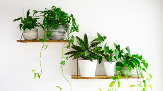 Plants on shelves