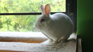 White bunny rabbit