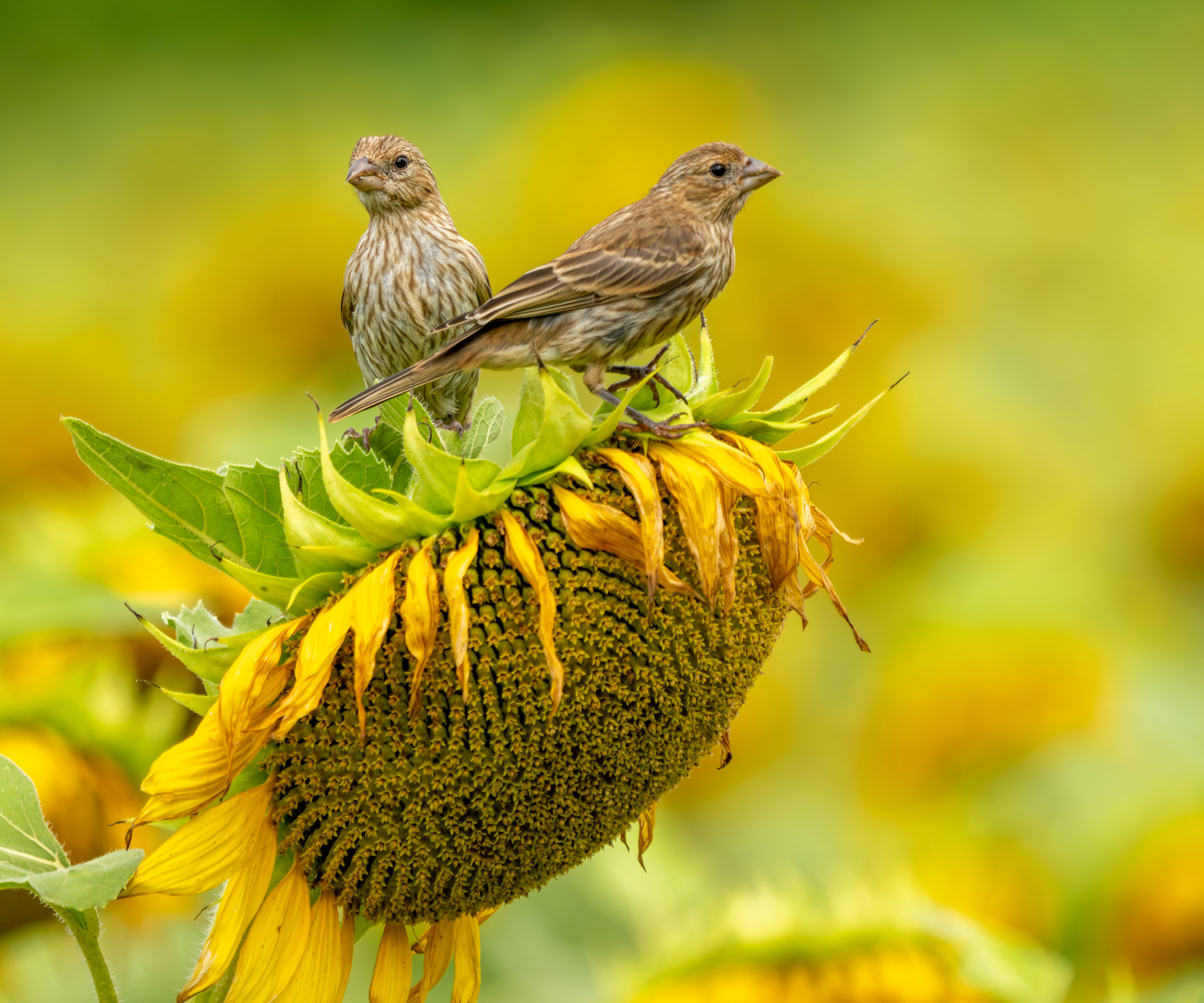 two finches sitting on giant fading sunflower