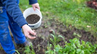 Person scattering fertiliser onto soil