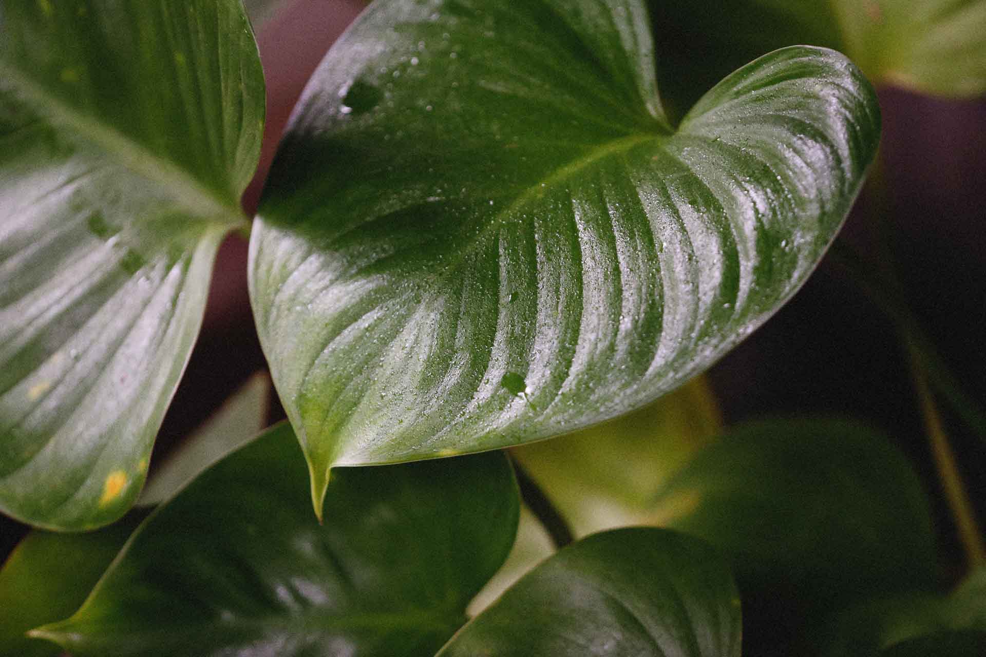 Pianta Pothos
