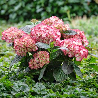 Hydrangea Macrophylla ‘boskoop Beauty’