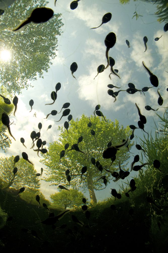 Tadpoles overhead