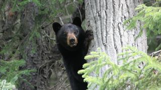 Black bear behind tree