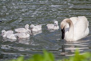 Trumpeter swan cygnets, baby animals 2013