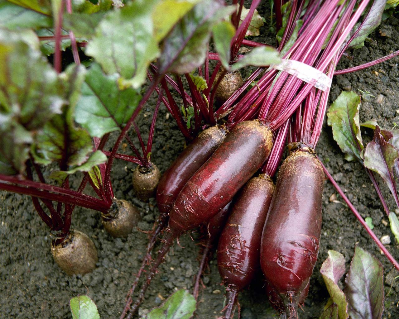 How to grow beetroot practical tips for growing this tasty root