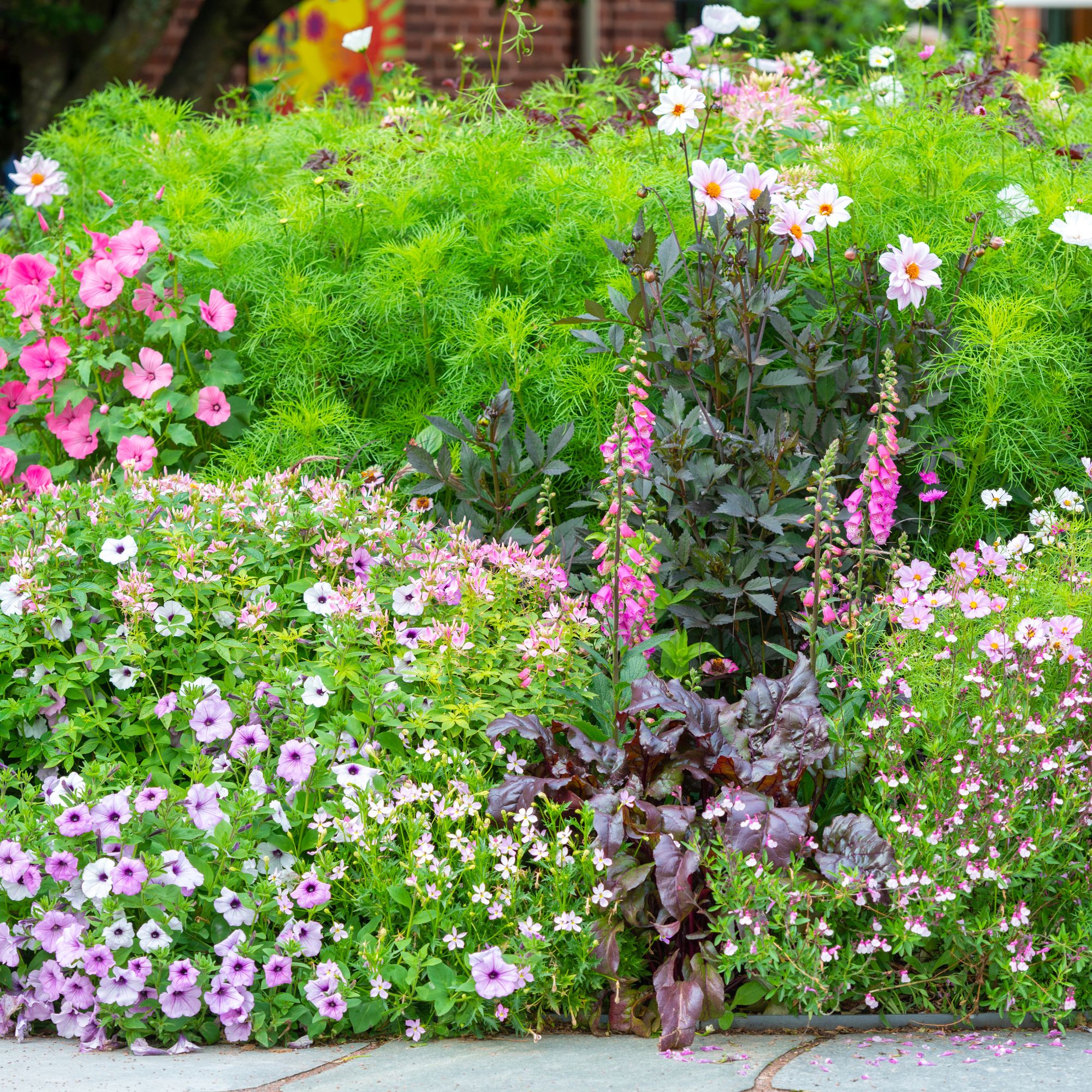 summer bedding plants