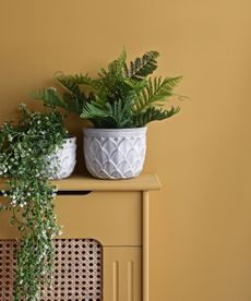 Christmas fern in pot on yellow radiator cover