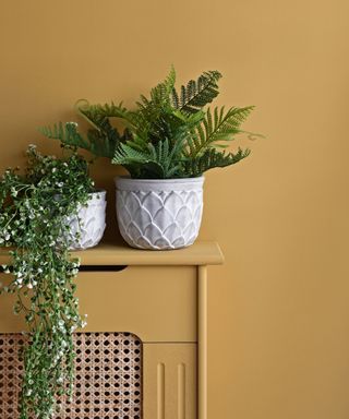 Christmas fern in pot on yellow radiator cover